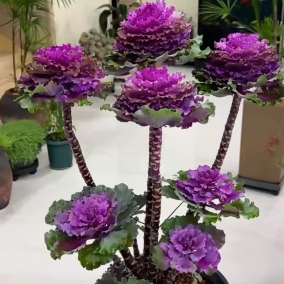 【多头老桩】羽衣甘蓝耐寒耐热 易成活  年宵花卉 观赏植物一物一拍
