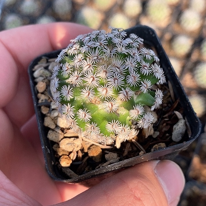 孤品实生超大克氏丸大单头3.7cm