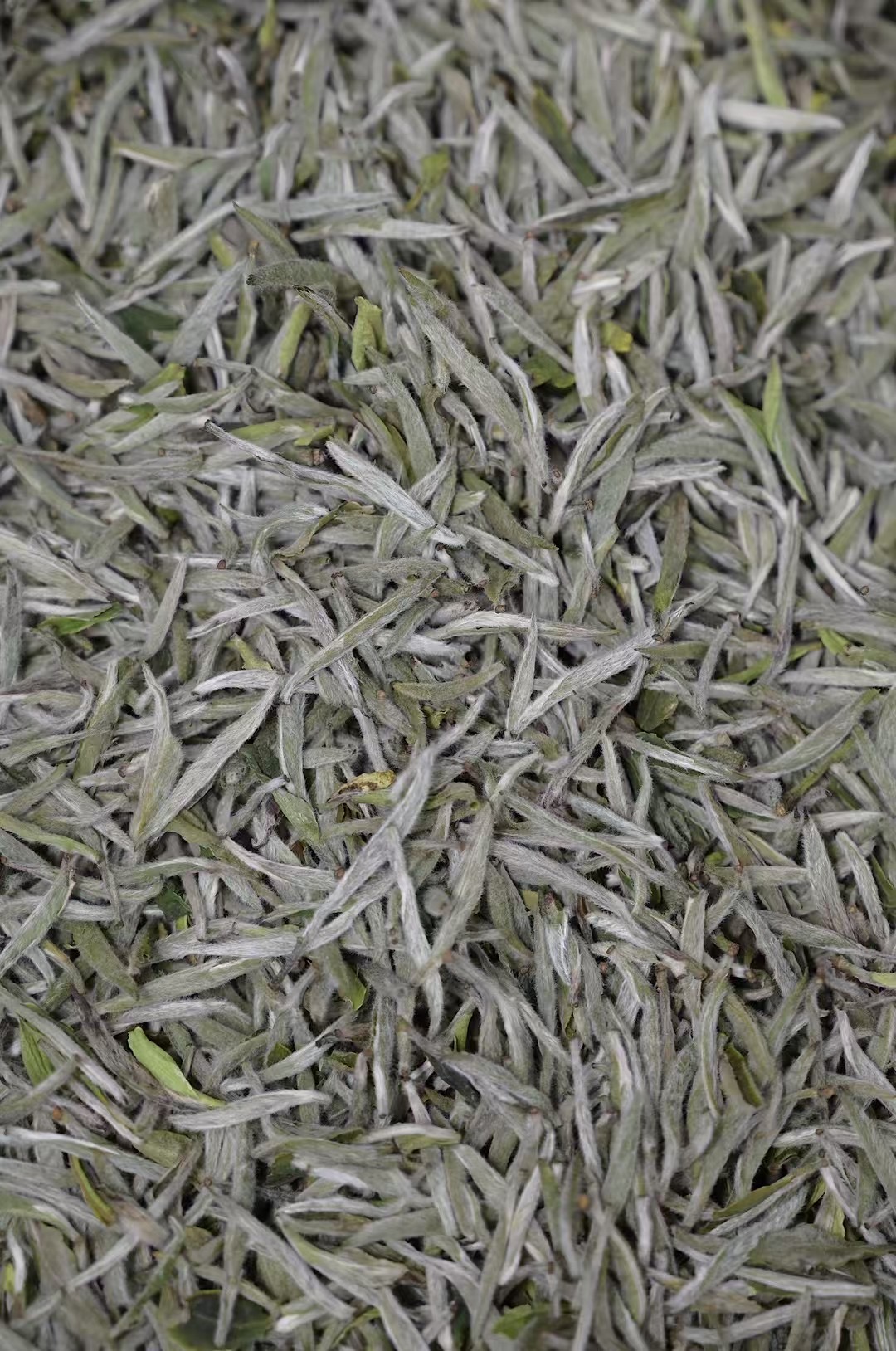 【新茶】2025一级银针纯日晒磻溪深山茶福鼎白茶碳焙茶