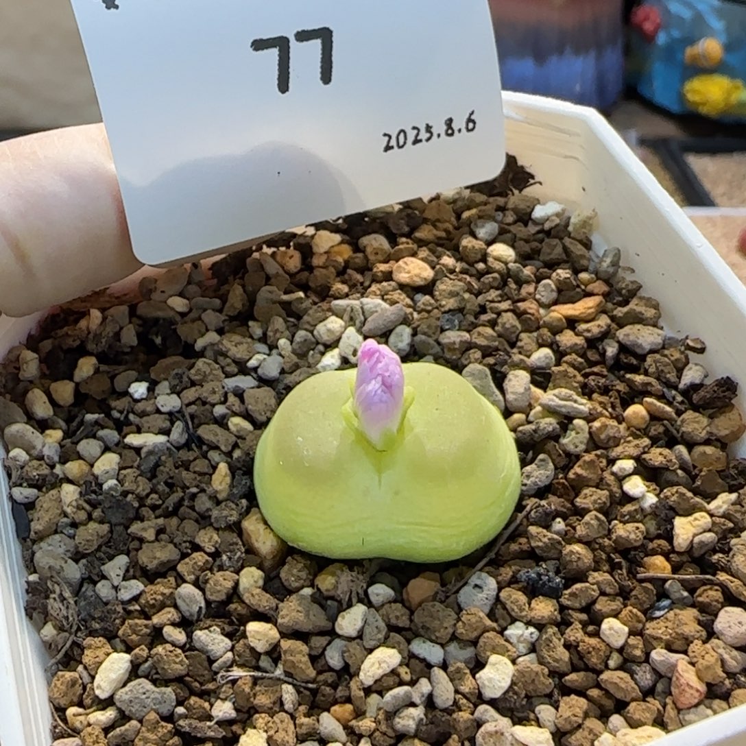 多肉多肉多肉8.6-077拉登2.2cm