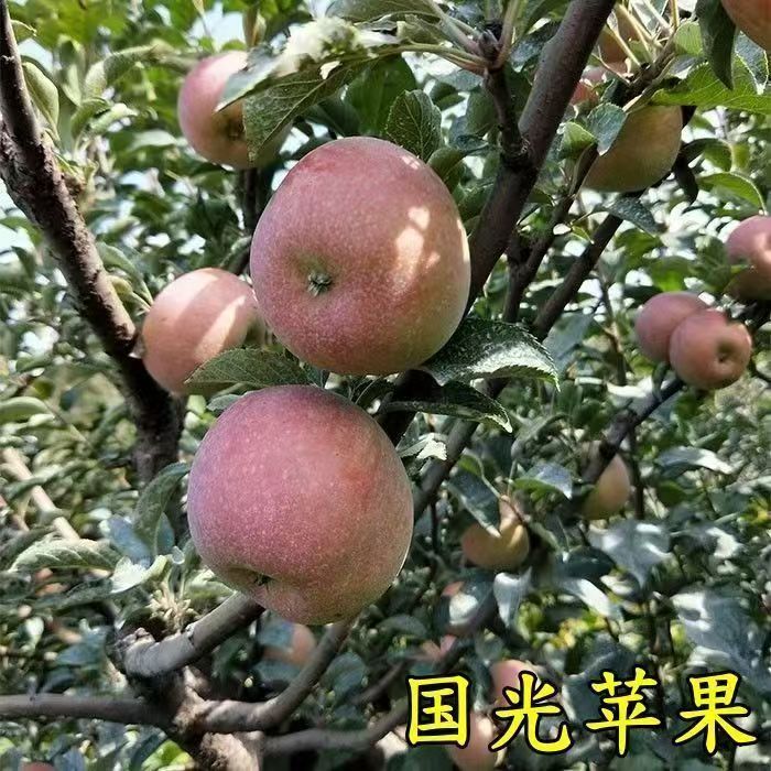 国光G935矮化自根砧苹果树苗嫁接脱毒抗寒耐寒苹果苗基地直发