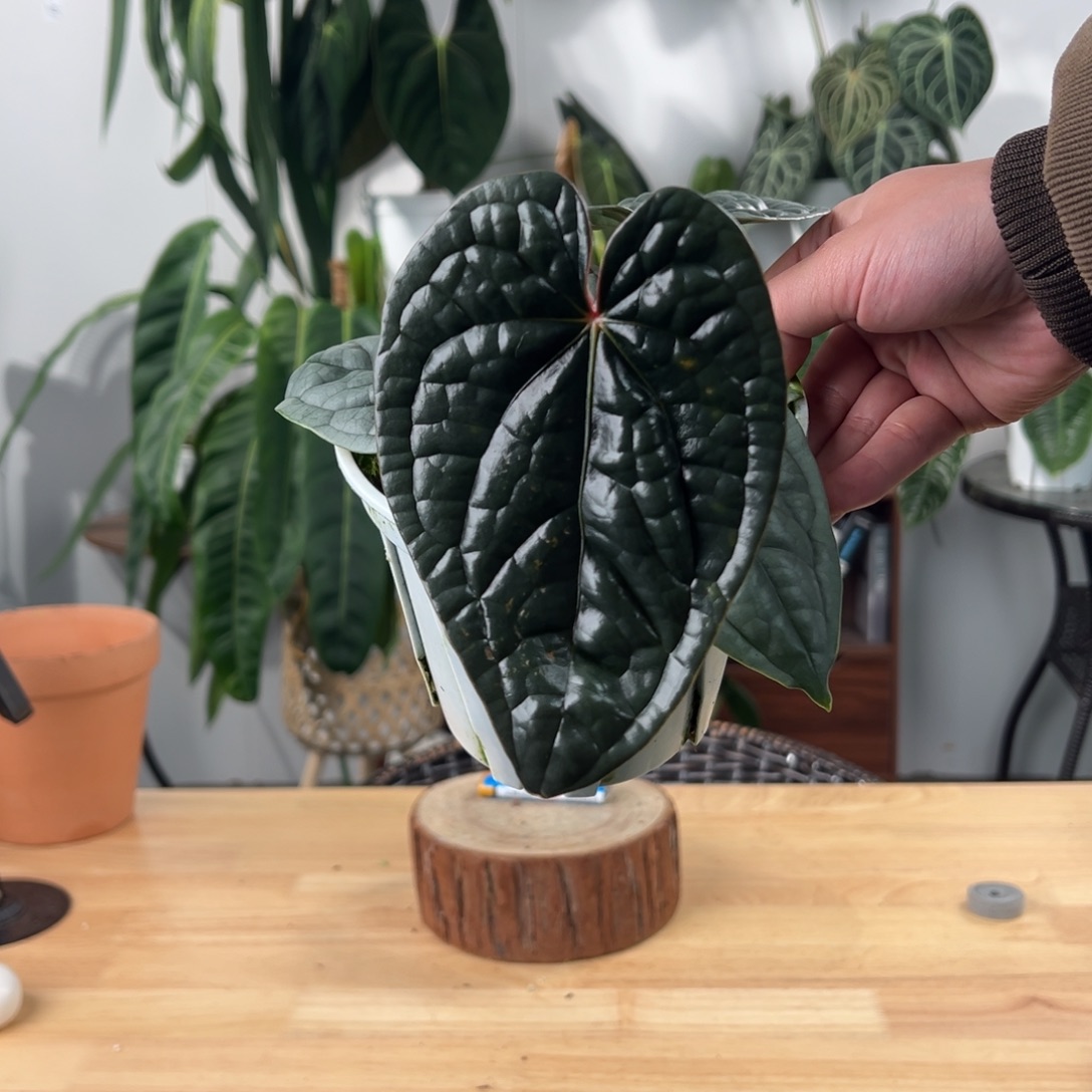 完全开放微瑕奢华叶长15