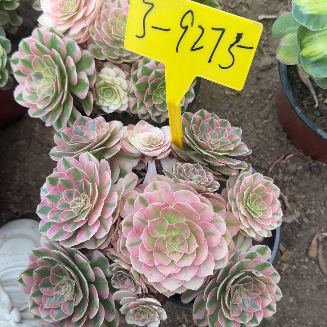 3-9275---倾城多头多肉植物