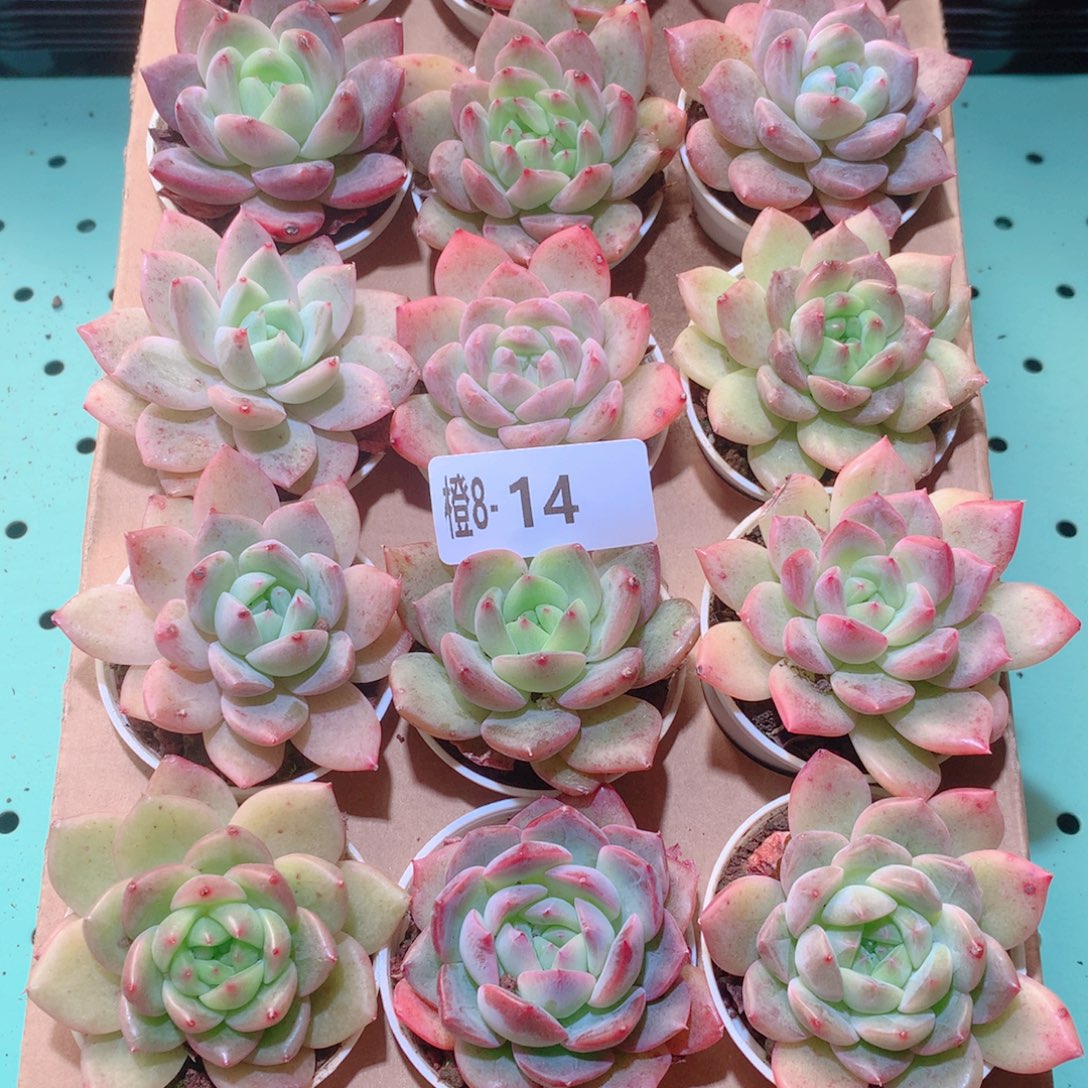 8-14一物一拍多肉带盆18颗