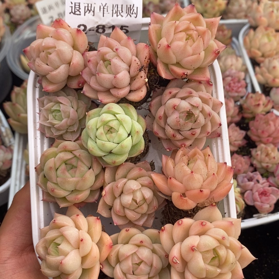 精***弟2-815 新疆西藏内蒙不发其他12.8包邮1.5
