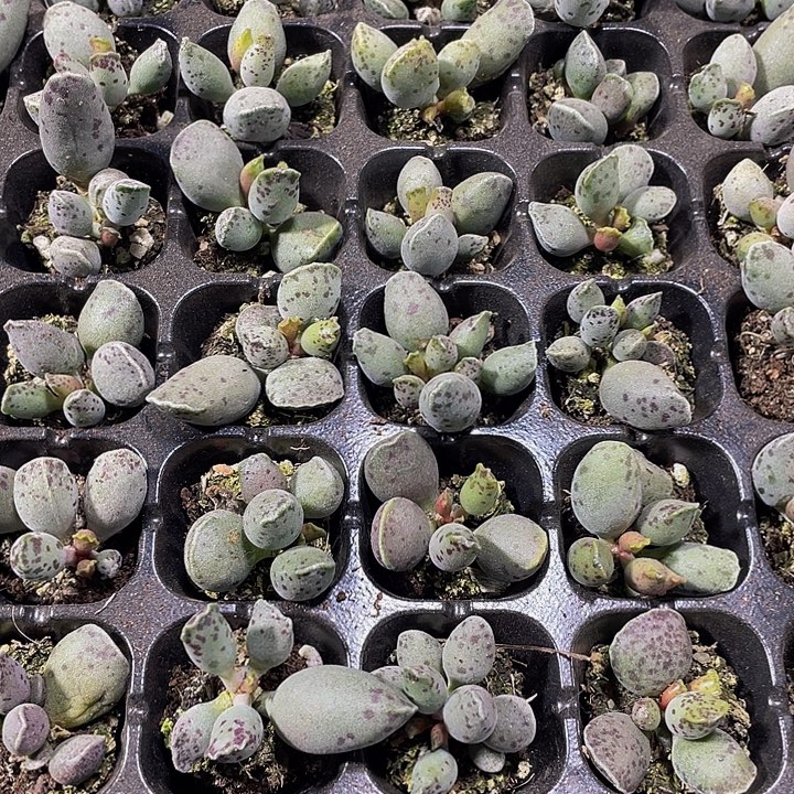 小海豹1.5带土发货
