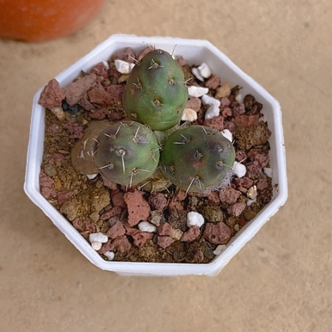 武***娘仙人掌碧凤四头一棵