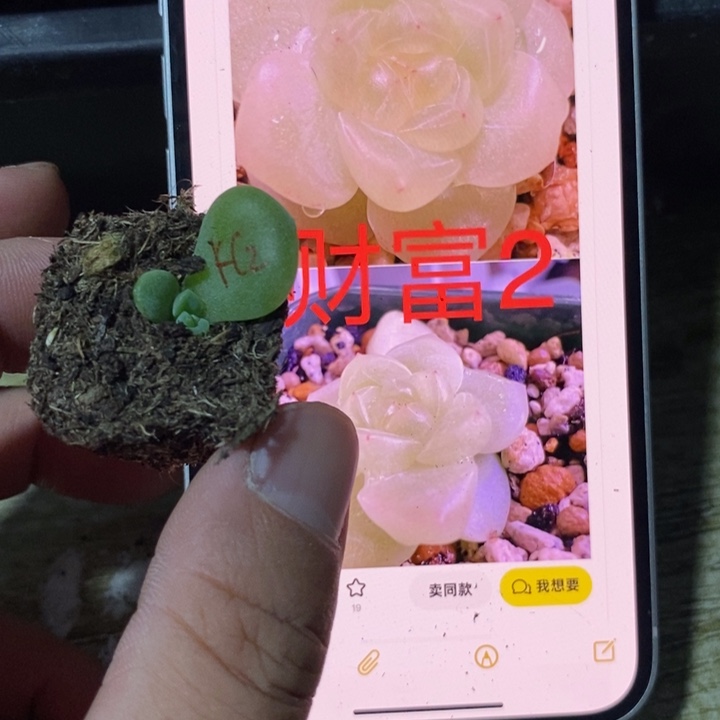 穴盘葵葵子财富2芽苗一个
