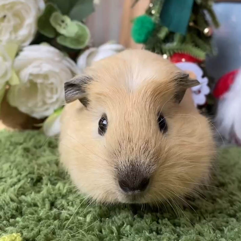 19511荷兰猪豚鼠活体宠物天竺鼠直播挑选加州妹妹生日：10-4（C08）