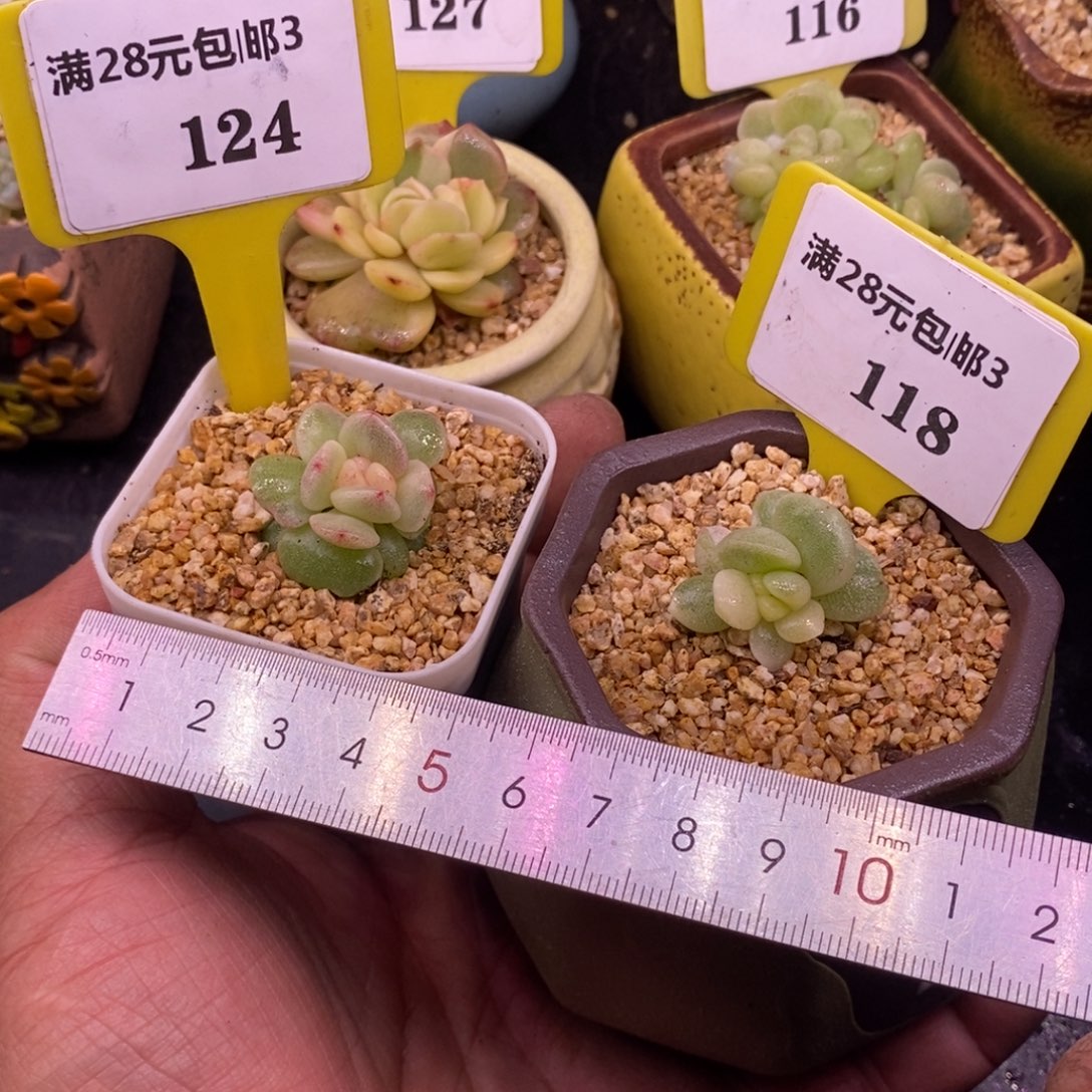 3124.3118冰玉锦，两个福利