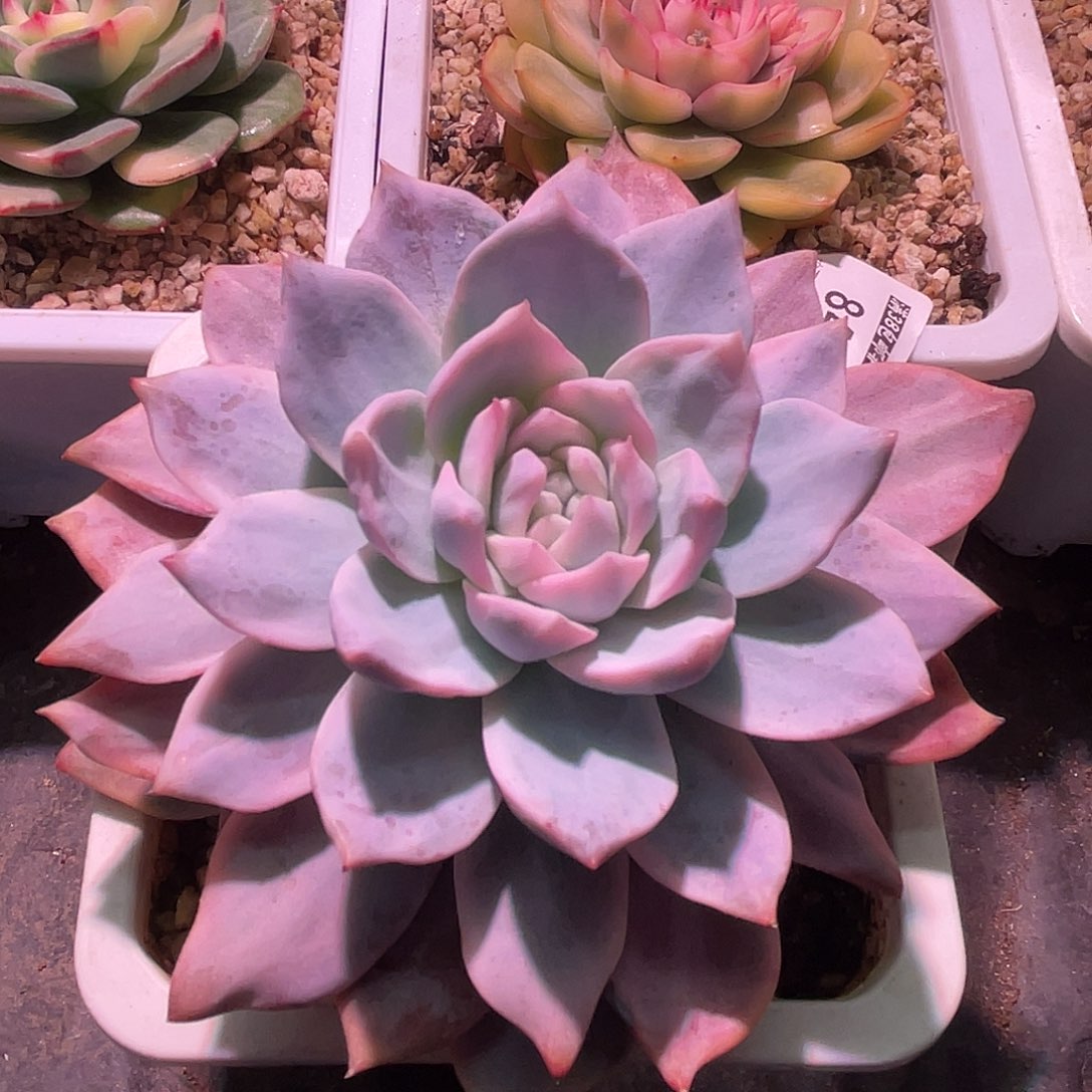 尚品园艺福利锦8493