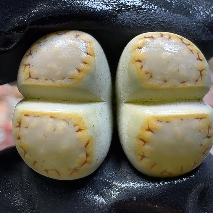 生石花1111111。   302