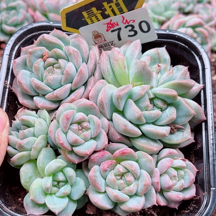 多肉植物多肉植物