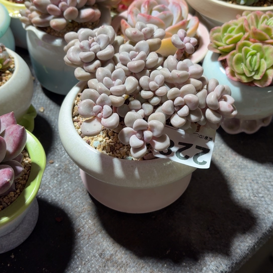 胡***思艾伦多肉带盆发货228