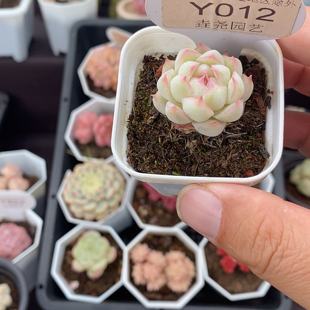 0012 女王单头 2.5cm 