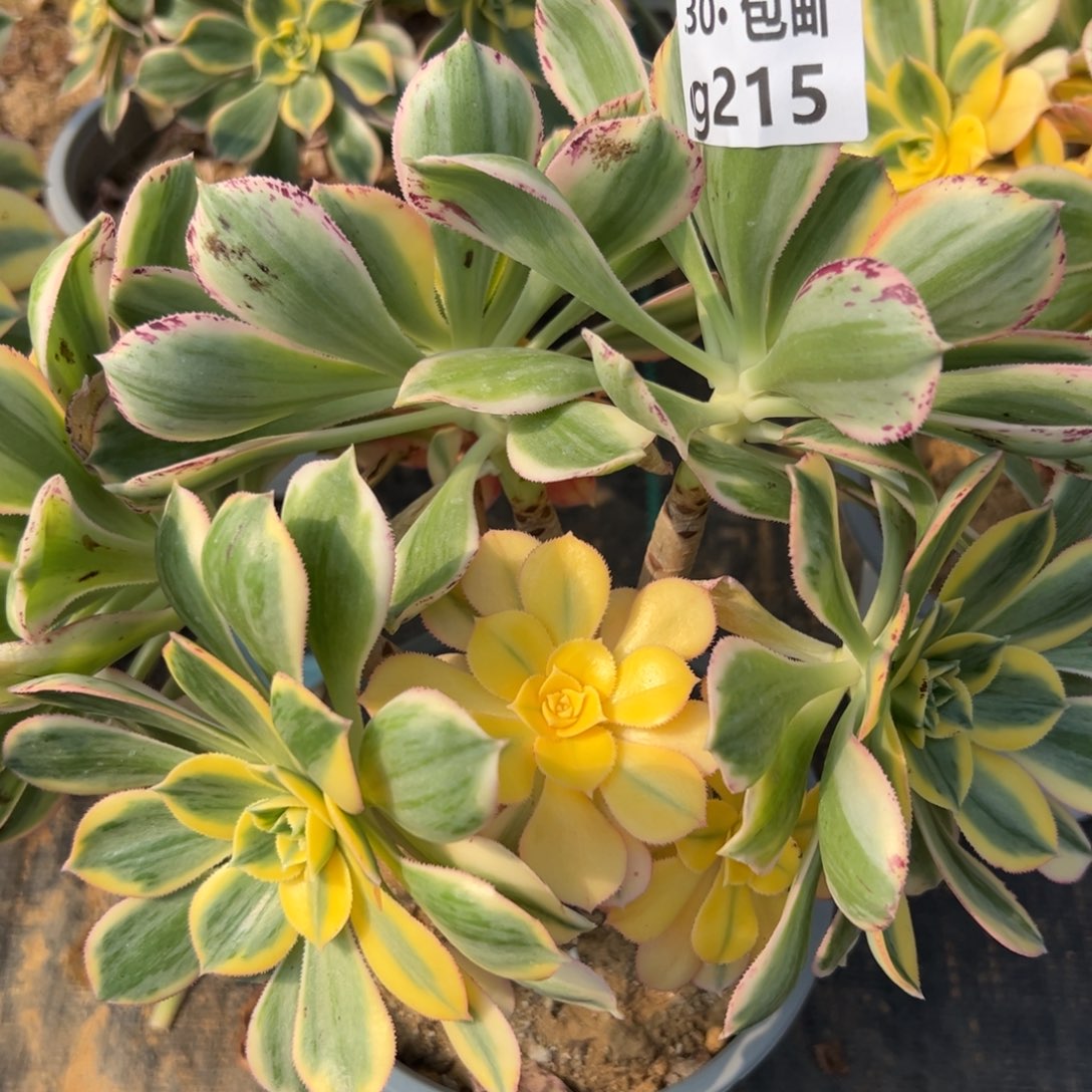 215灿烂，多肉法师