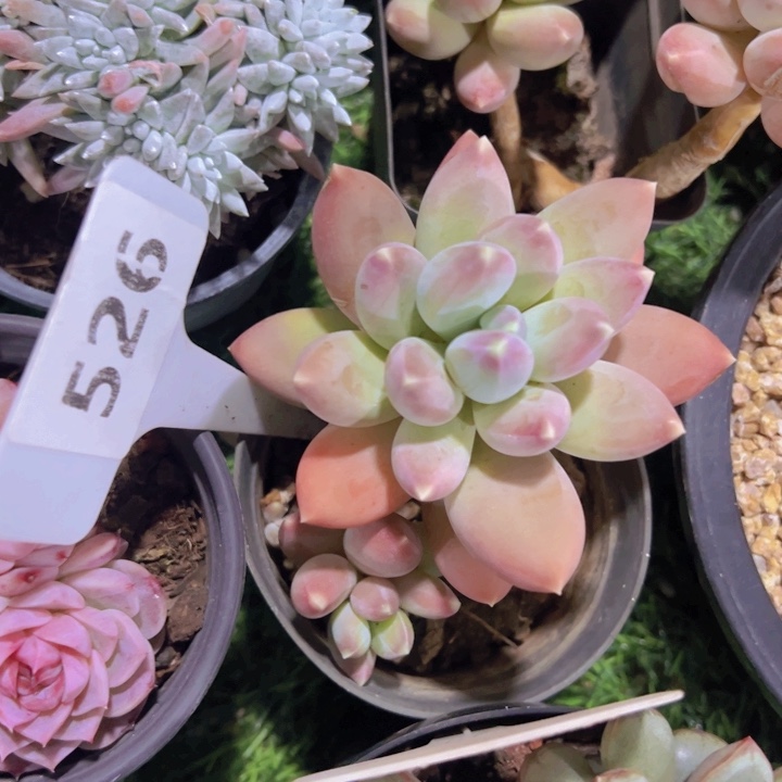 健健康康平平安安