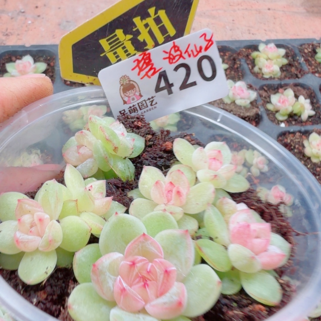 多肉植物多肉植物