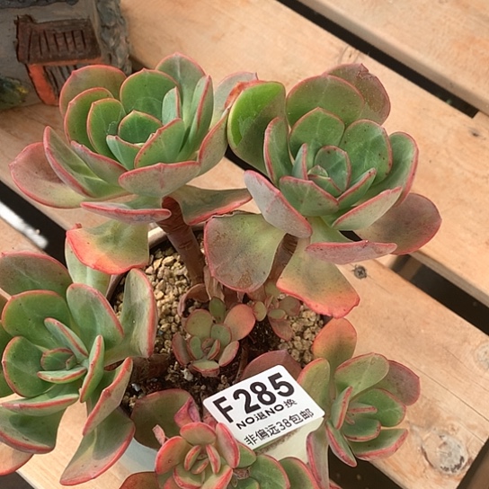 白凤杂285 亏本处理7-8 天发货