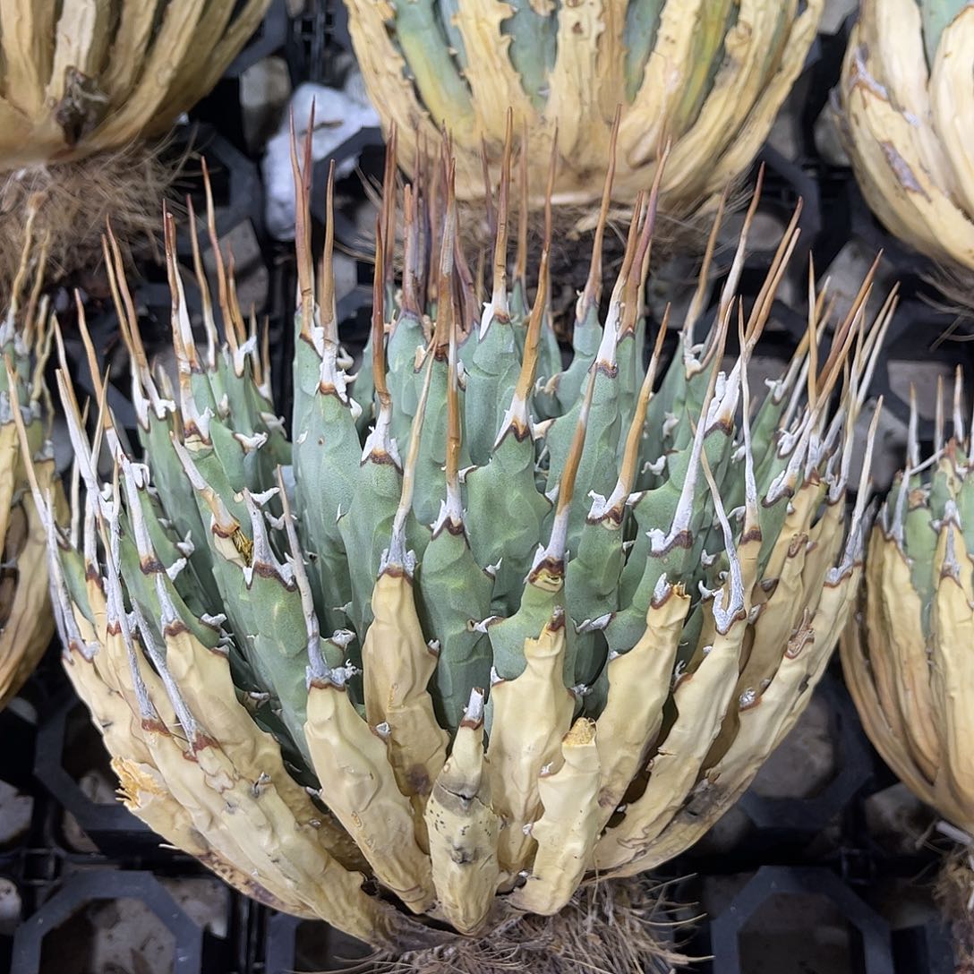 超大长刺11111111