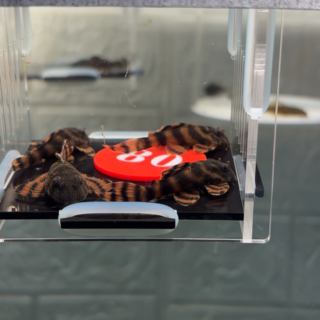 T***号清道夫鱼红老虎4厘米➕4条，中通