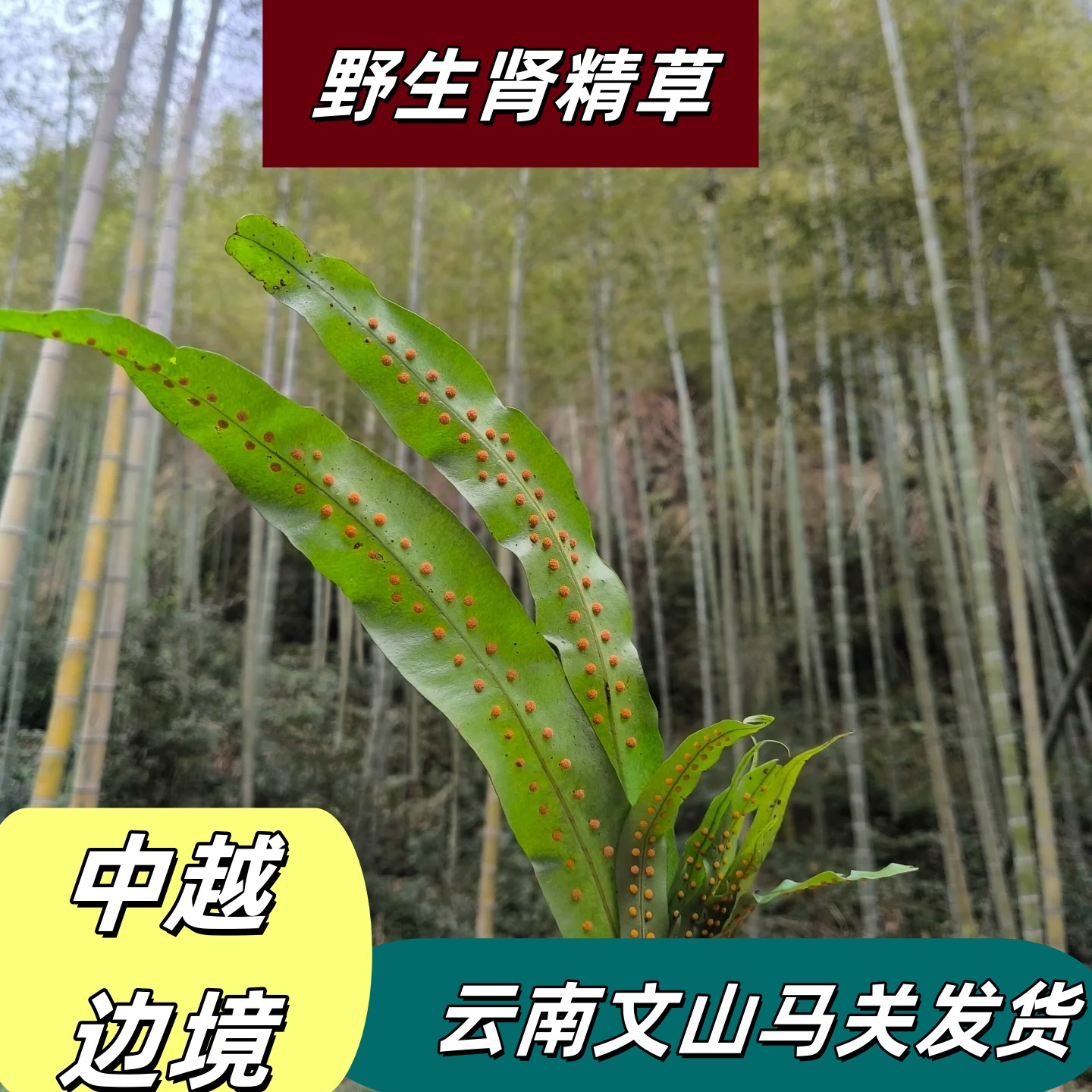 《保长精选》云南野生嗷嗷叫茶石韦100g/50g可泡水喝