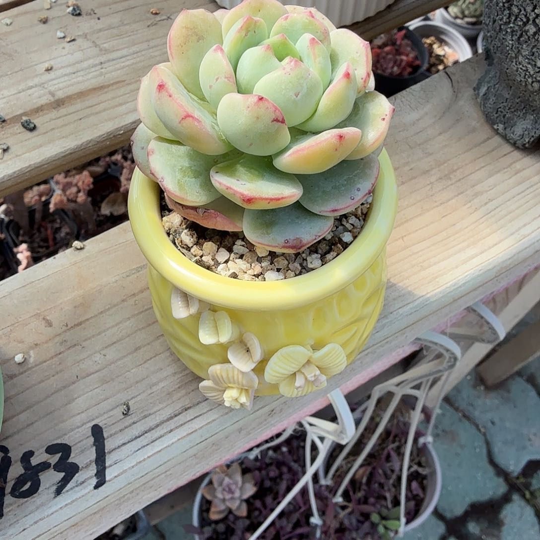 带盆单头香草多肉