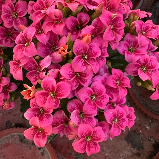 长寿花园～【史莱克】130打顶 单瓣稀有品种