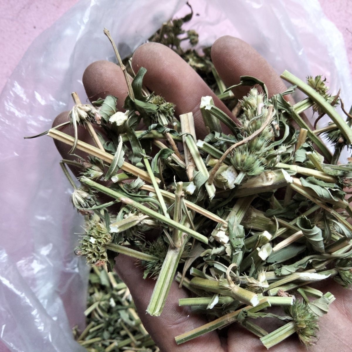 高山野生益母草蔬菜食用带梗带叶