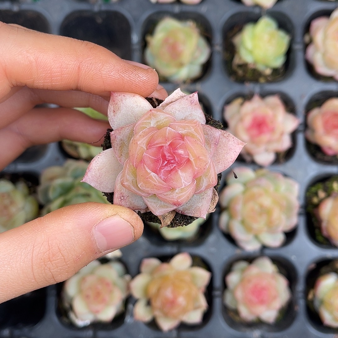 多肉植物一物一拍3-110