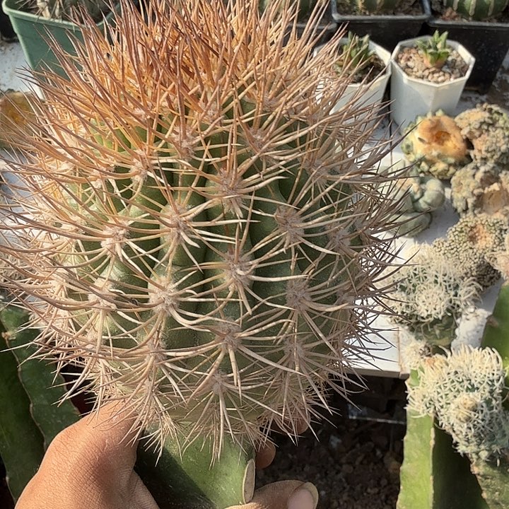 你抱丸子仙人球开花嫁接