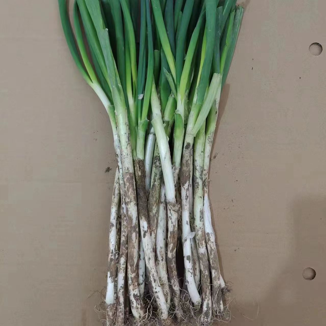 细葱正宗铁杆葱现挖现发农家露天种植生吃脆嫩蘸酱