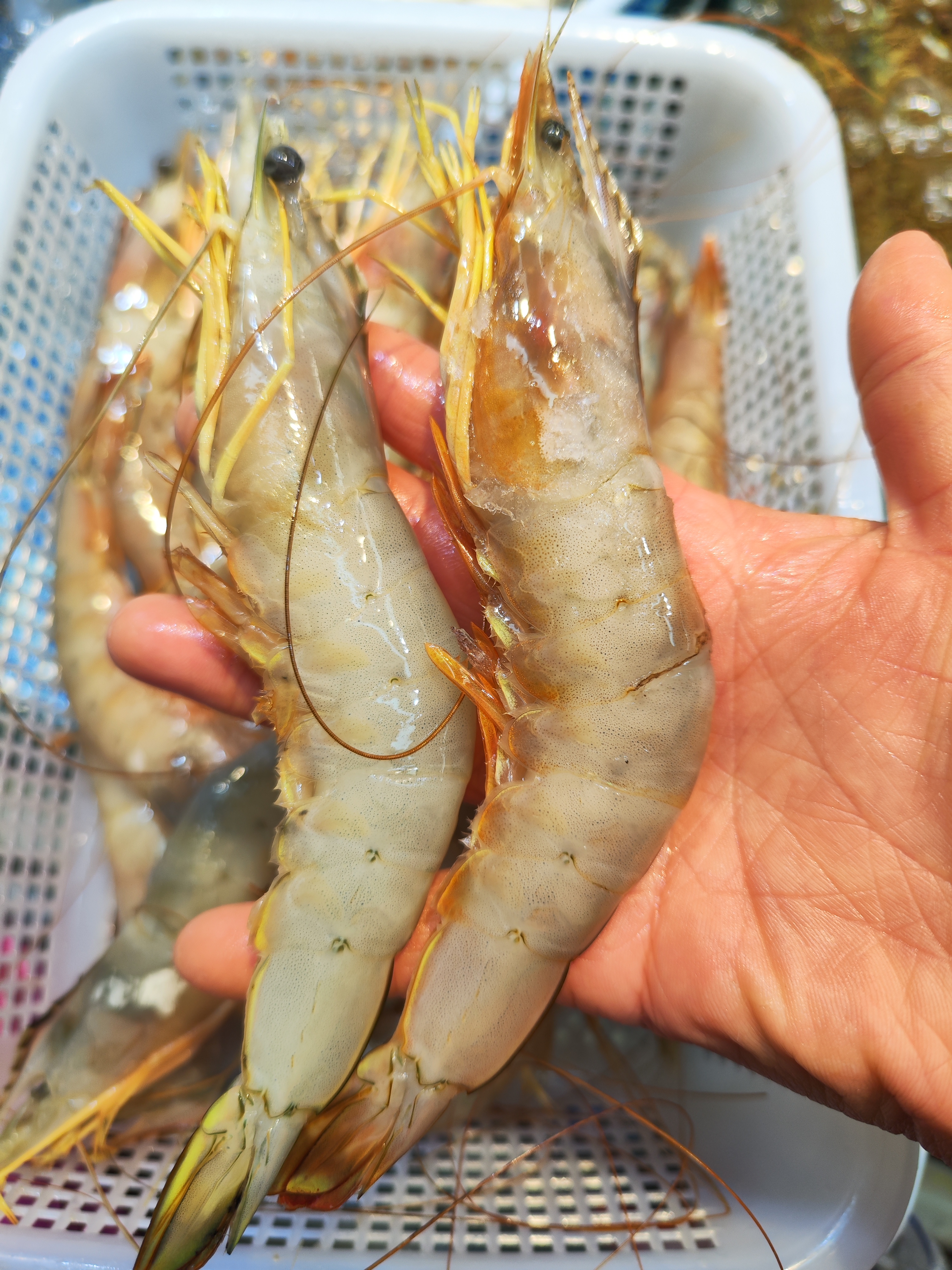 高品质野生海捕大虾14只左右