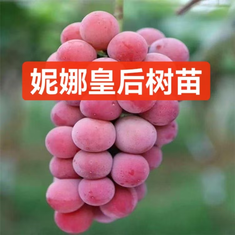 妮娜皇后葡萄树苗对标对版
