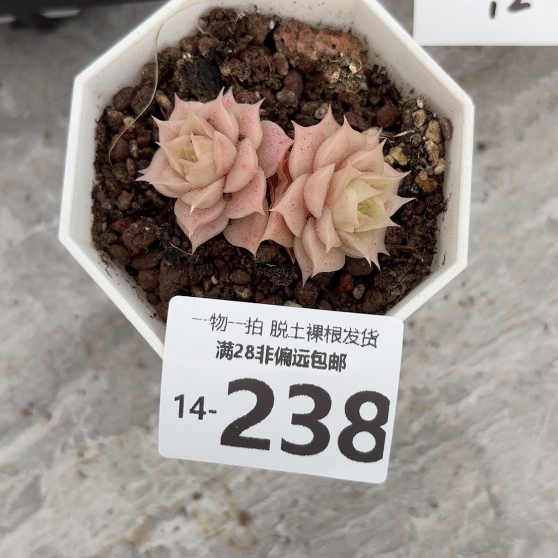 玫瑰麦多肉多肉多肉多肉多肉