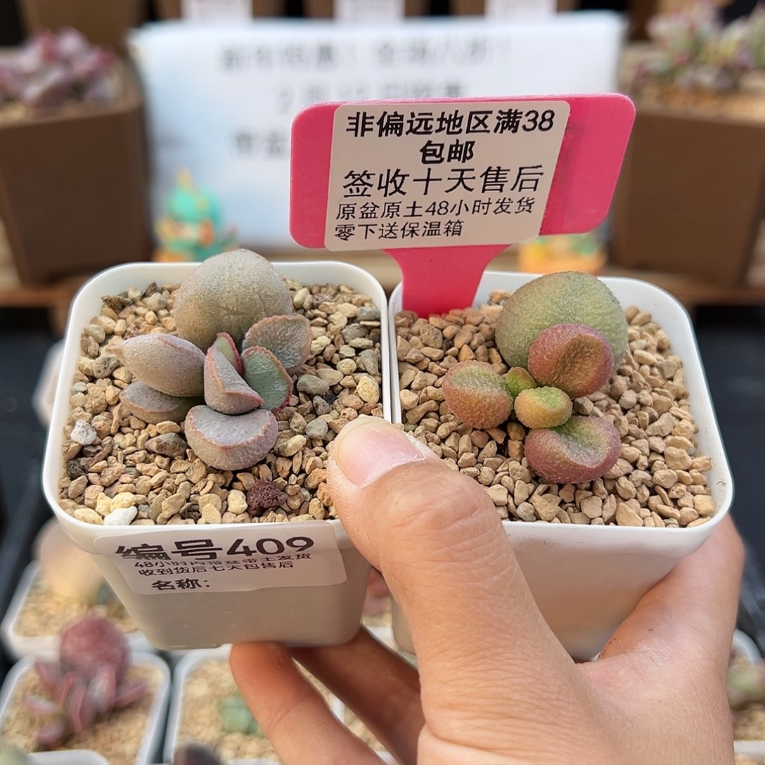 409粉雪蛋水蜜桃多肉