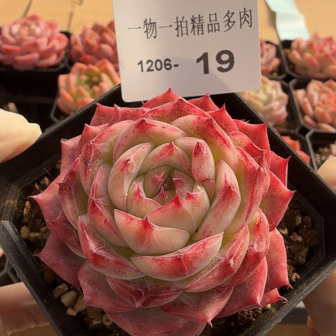 1206-19多肉一物一拍