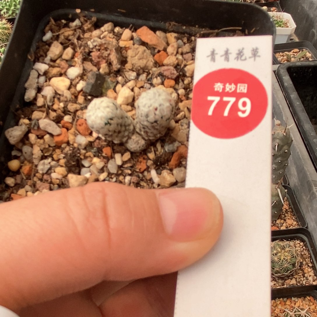 实生双头蔷薇丸一颗