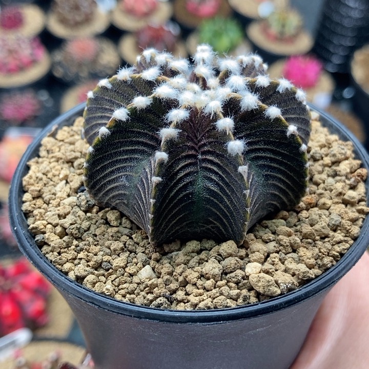 小***画专拍的 米哈仙人球