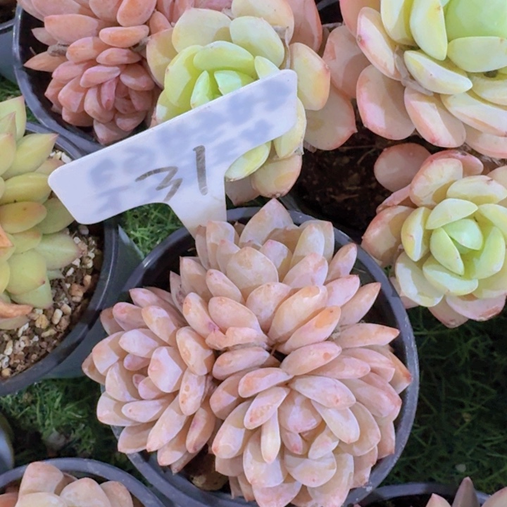 健健康康平平安安