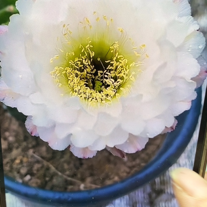 彩草黑美人带根4.5公分左右木质化