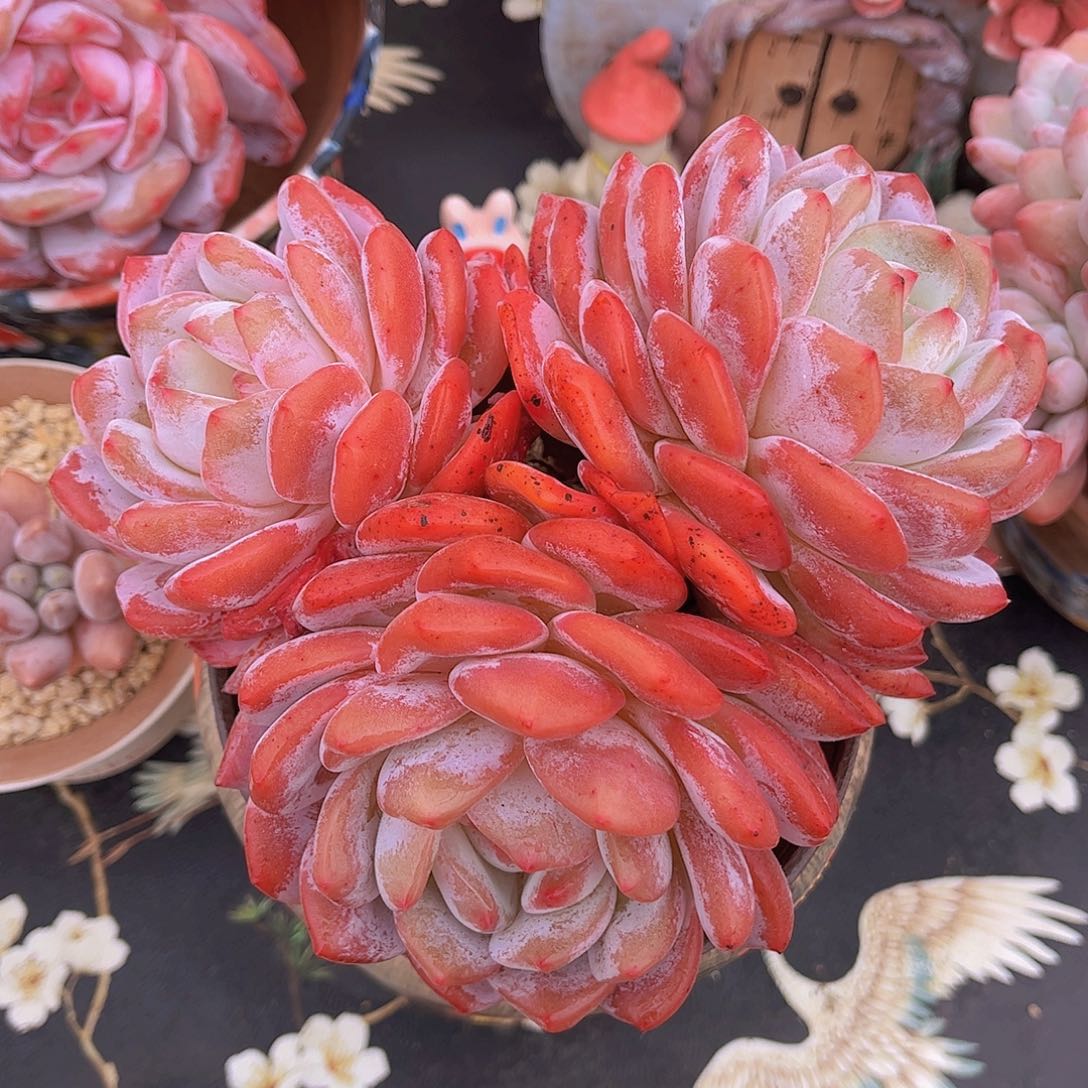 韩版雪天使老桩多肉