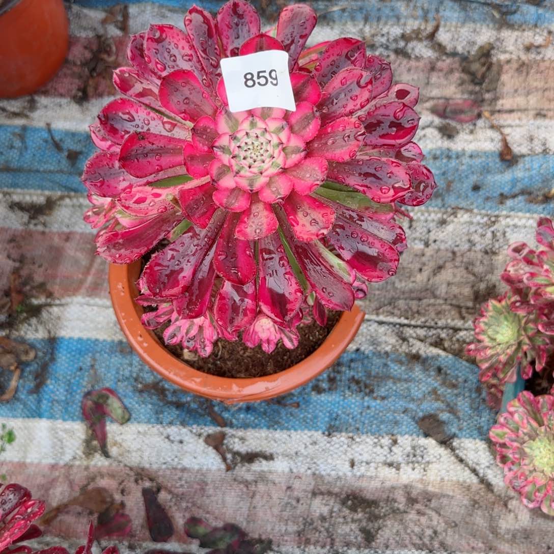 红瞳法师多肉859