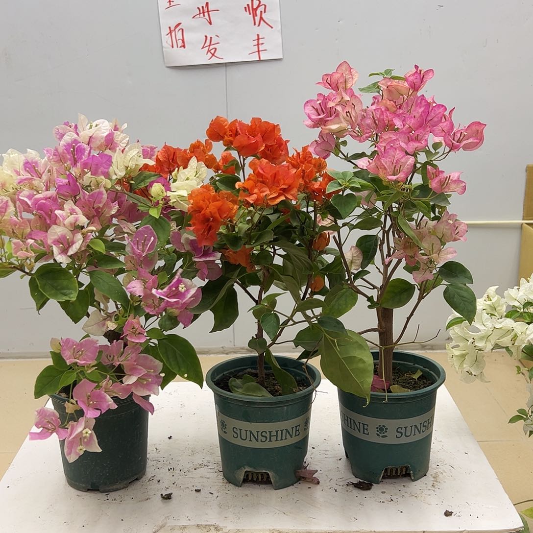 大部分花苞少量开放广红英，明扬橙，五宝组合