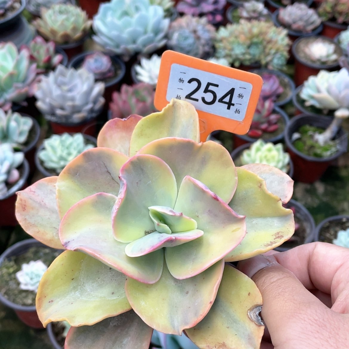 【闪购商品】ʚ**254号
