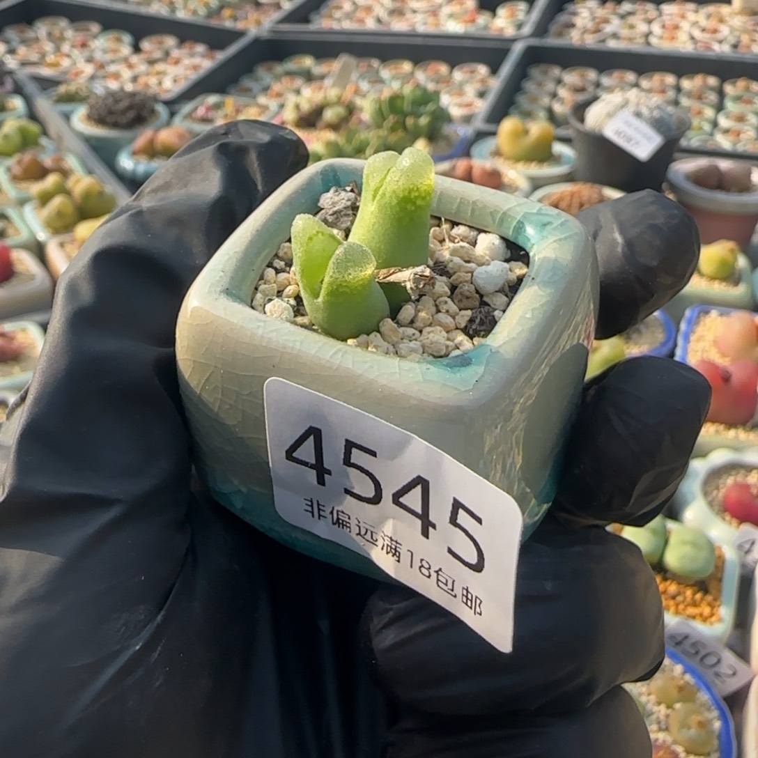 4535--一物一拍 带盆