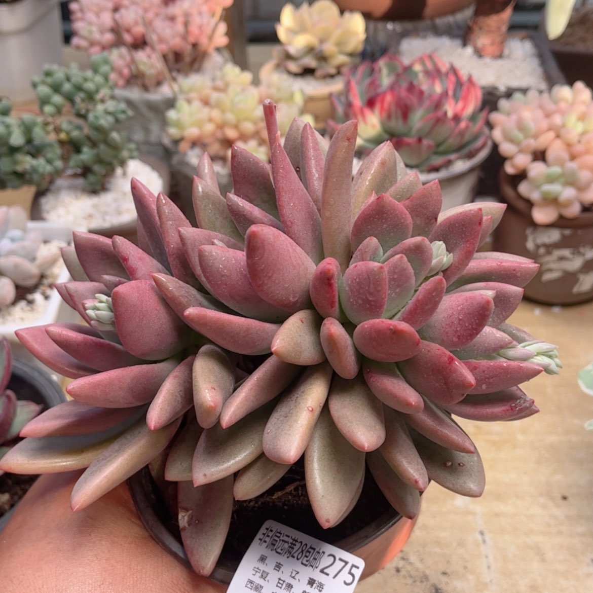 【闪购商品】275桃花源缀