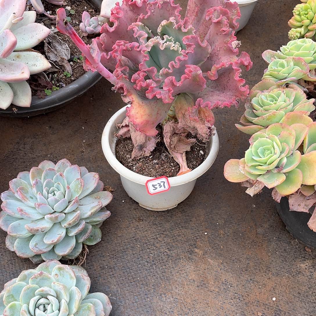 537女王 一物一拍多肉