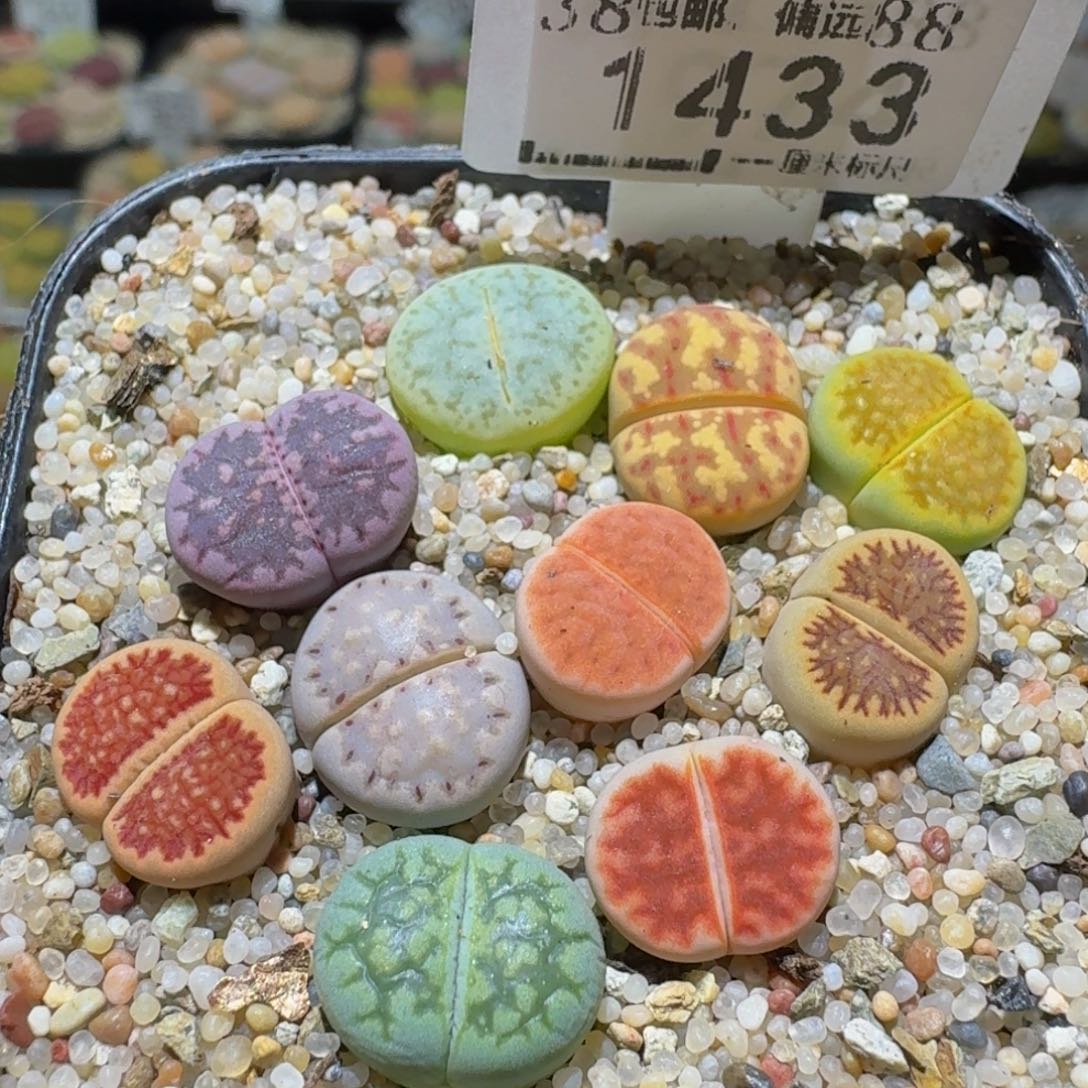 Ssss清棚价便宜1433