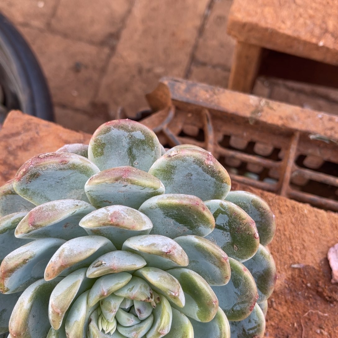 卡***ᶻ十级福利整装无砍